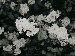 -成都濑川外国语学校