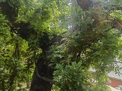 -泰山风景名胜区-普照寺