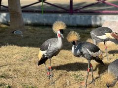 -灵玲国际马戏城