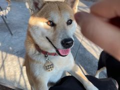 -柴犬高等学院·狗咖·柴犬售卖·宠物训练