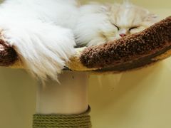 -猫和宫(六道口店)