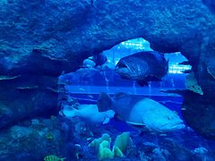 -成都浩海立方海洋公园