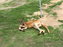 -西霞口神雕山野生动物世界