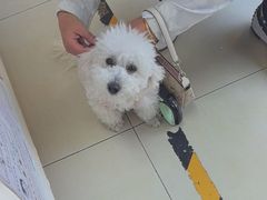 -宠福鑫康馨动物医院·骨科·眼科