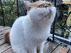 -喵屿·大理花园猫咖