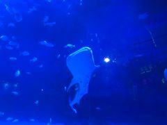 -烟台海昌鲸鲨海洋公园