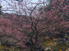 -一席地·本地鸡窝·杭帮鸡火锅(萧山银隆百货店)