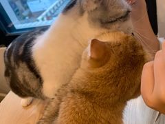 -有喵·猫咖·狗咖·30几只猫10只小狗(岗厦店)