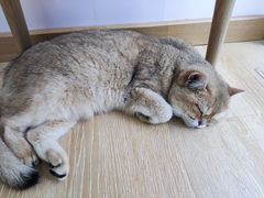-猫咪派对(江南西店)