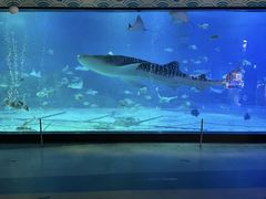 -烟台海昌鲸鲨海洋公园