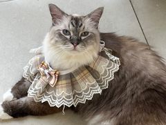 -怪兽屋·羊驼·猫咖·狗咖(俊华广场店)