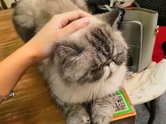 -猫色咖啡·猫咖