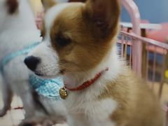 -汪说·狗咖(旺城大厦店)