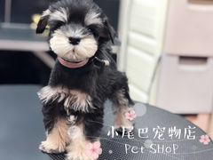 -小尾巴宠物店(万科·金域华庭店)