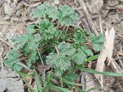 -汉长安城未央宫国家考古遗址公园