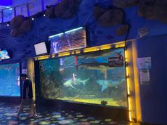 -烟台海昌鲸鲨海洋公园