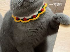 -猫大福·Fortune Cat猫舍(百子湾店)