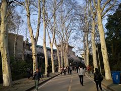 -武汉大学-樱园