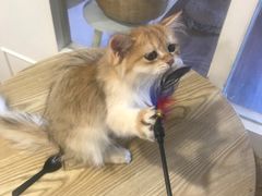 -楼上猫咖(罗湖店)
