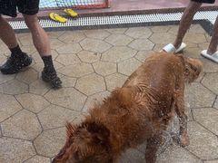 -帕帕拉兹宠物(亚洲旗舰店)