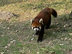 -合肥野生动物园