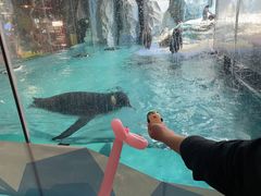 -帝企鹅自助餐厅•儿童岛•真企鹅(长隆企鹅酒店)