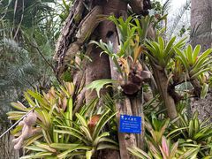 -中国科学院西双版纳热带植物园