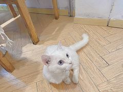 -吉丁鸟咖·异宠·寄养