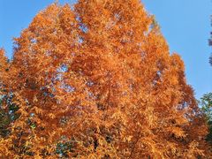 -白鹭湾湿地公园