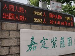 -嘉定紫藤园