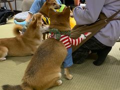 -逗柴咖啡屋·狗咖猫咖宠物桌游