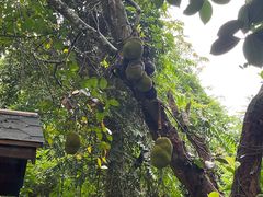 -中国科学院西双版纳热带植物园
