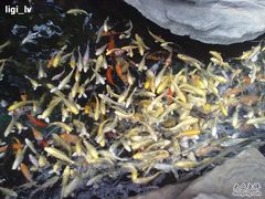 20100806416-绿色时代大酒店