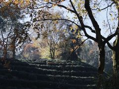 -十八棵（老龙井）御茶园(老龙井店)