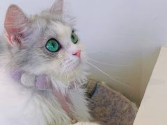 -怪兽屋·羊驼·猫咖·狗咖(俊华广场店)