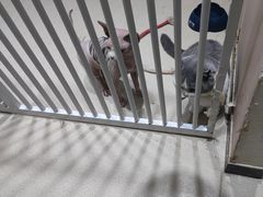 -藏猫猫咖啡主题馆(中央大道店)