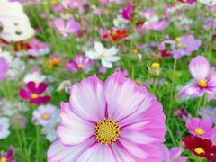 -香蜜公园