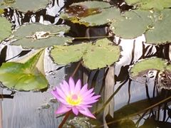 -国家植物园南园