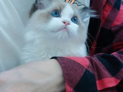 -小猫来了·猫舍(红山六九七九店)