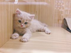 -屋虎猫馆(宝安大仟里店)