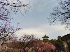 -无锡梅园公园