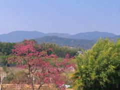 -天适樱花悠乐园