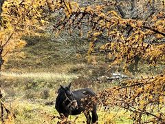 -苏木山森林公园