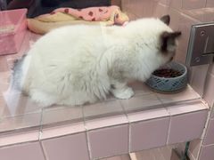 -FAELING PETS美天灵宠物(富力广场店)