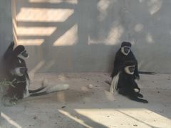 -合肥野生动物园