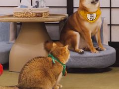 -逗柴咖啡屋·狗咖猫咖宠物桌游