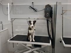 -comecome来吧宠物(奥克斯中心店)