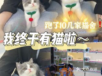 对比了10几家终于买到猫猫啦新手养猫