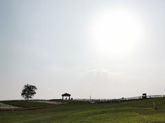 -大塘金香草谷
