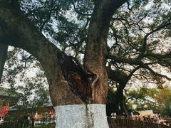 -新安江山水画廊风景区